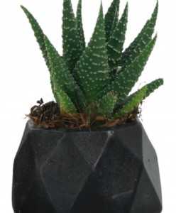 Mini Çiçek Saksı Küçük Sukulent Siyah Kaktüs Saksısı Mini Poly 1 Model